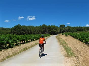 Cycling through Vineyards