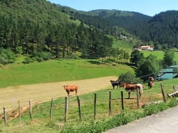 Cows in the Basque Country