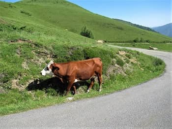 Pyrenees Cattle